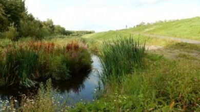 LAGO Beveren landschap met waterpartij en riet
