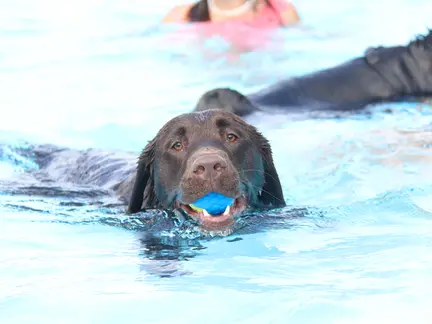 LAGO Kortrijk Abdijkaai bruine hond in water