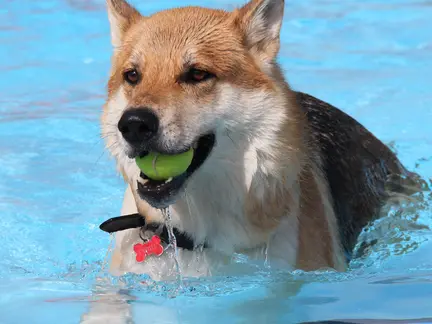 LAGO Kortrijk Abdijkaai hond in water