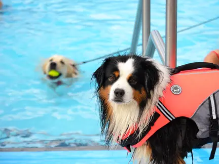 LAGO Kortrijk Abdijkaai hond met zwemvest