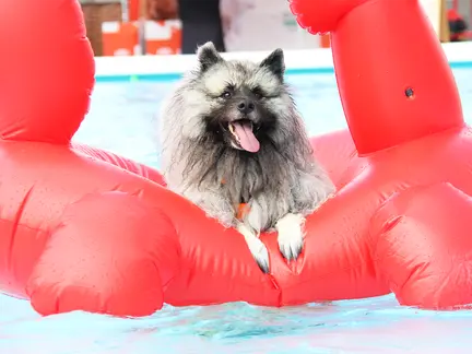 LAGO Kortrijk Abdijkaai hond op zwemband
