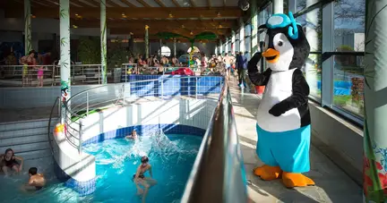 Pongo in zwembad