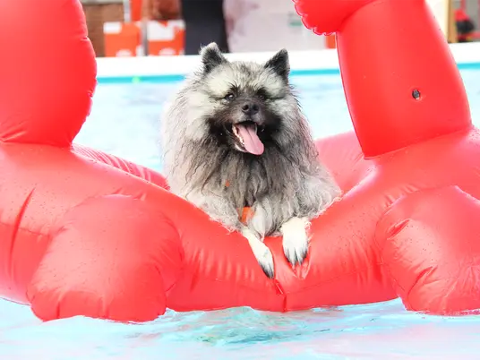 LAGO Kortrijk Abdijkaai hond op zwemband